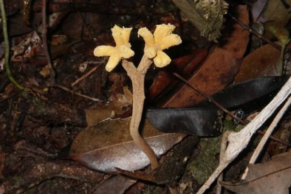 3961 Unikalus Grybas Dendrosphaera Eberhardt