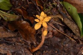 3962 Unikalus Grybas Dendrosphaera Eberhardt