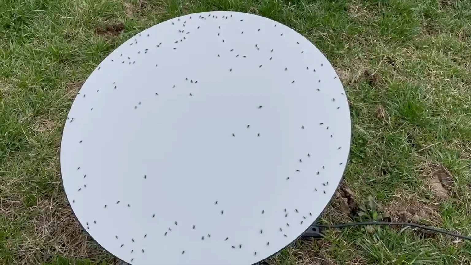 Vabzdžiai Kaip Slapto Starlink Naudotojo Išdavikai