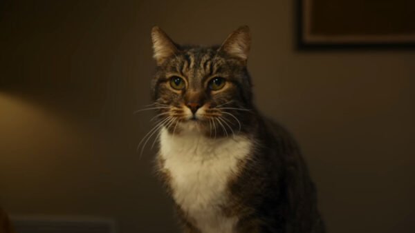 Apple Reklamos Nesėkmė Katino Pašalinimas Ir Nuobodžios Vizualizacijos