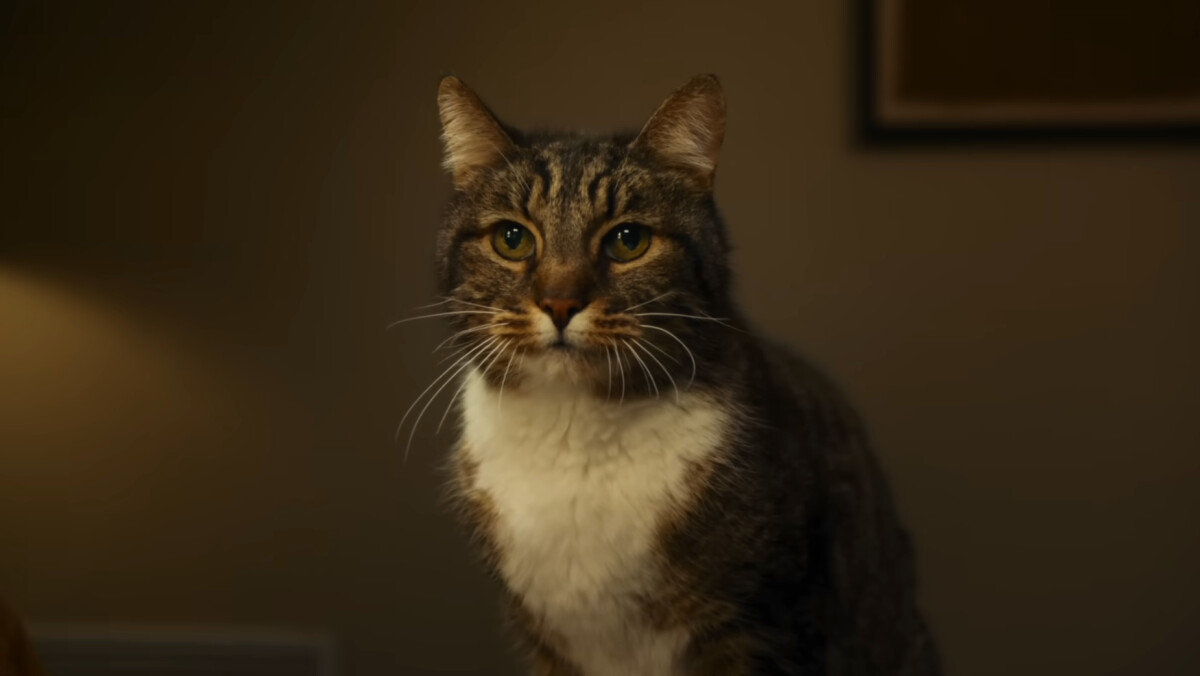 Apple Reklamos Nesėkmė Katino Pašalinimas Ir Nuobodžios Vizualizacijos