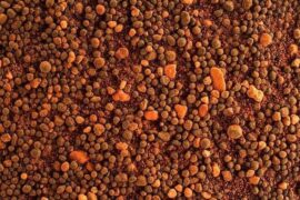 3931 Naujas Marsaeigio Atradimas Smėlio Grūd