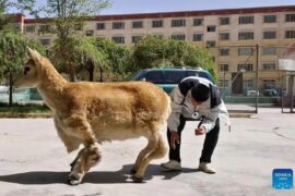 653 Kinija Sukūrė Robotą Antelopę Laukinių Gyvūnų Stebėjimui