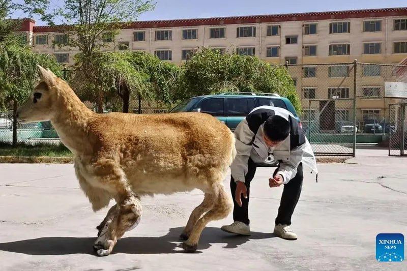 653 Kinija Sukūrė Robotą Antelopę Laukinių Gyvūnų Stebėjimui