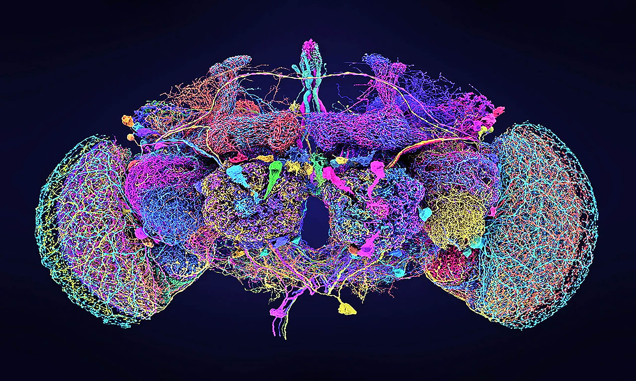 Naujas Proveržis Tyrinėjant Vaisinės Musės Neuronų Jungtis