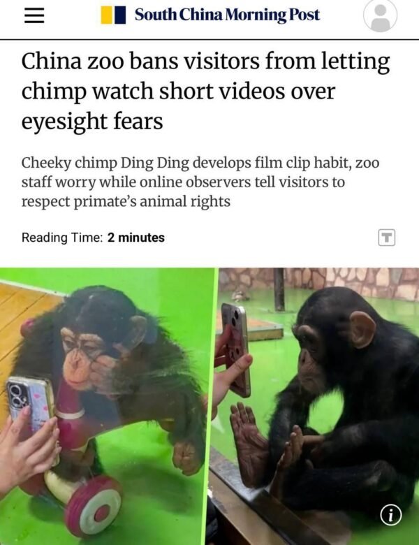 4090 Kinijos Zoologijos Sode Uždrausta Rodyti Trumpus Vaizdo įraš