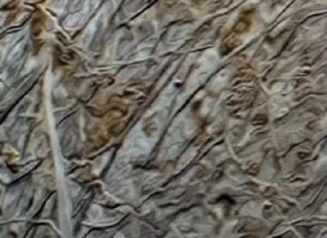 4157 Jupiterio Palydovas Europa Gali Slėpti Nežemiškos Gyvybės Pa