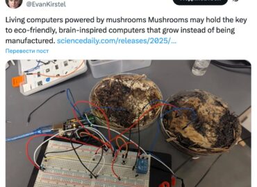 5664 Grybų Mikelis Naudojamas Vietoj Mikroschemų Naujas Mokslini