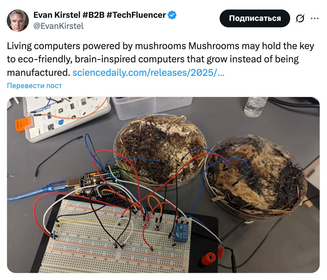5664 Grybų Mikelis Naudojamas Vietoj Mikroschemų Naujas Mokslini