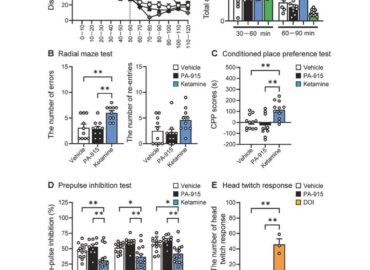 808 Nauja Japonų Sukurta Molekulė Padeda įveikti Stresą Ir Depre