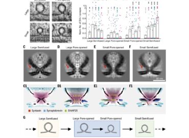 1389 Kinijos Mokslininkai Atskleidė 50 Metų Senumo Neuronų Bučin