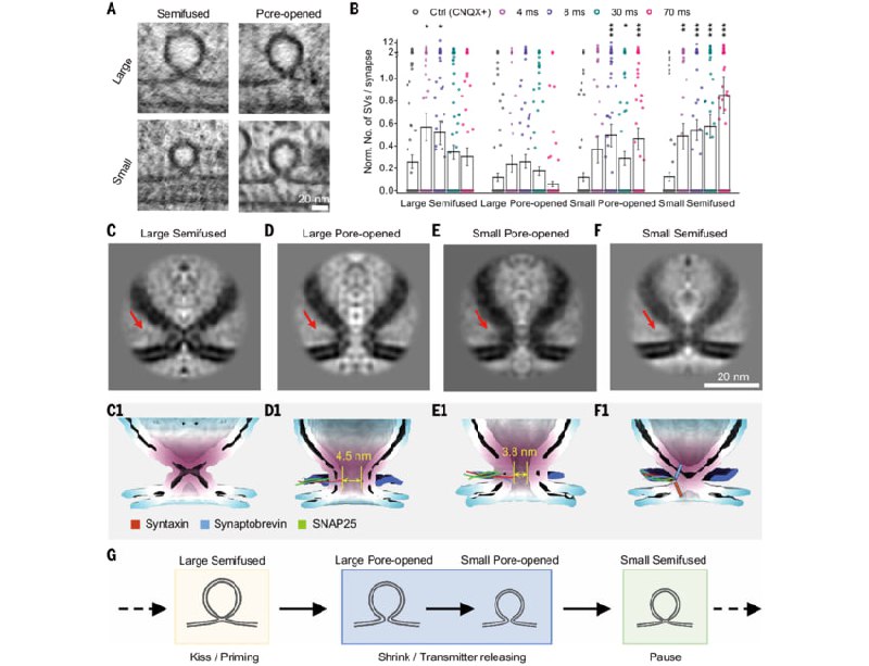 1389 Kinijos Mokslininkai Atskleidė 50 Metų Senumo Neuronų Bučin