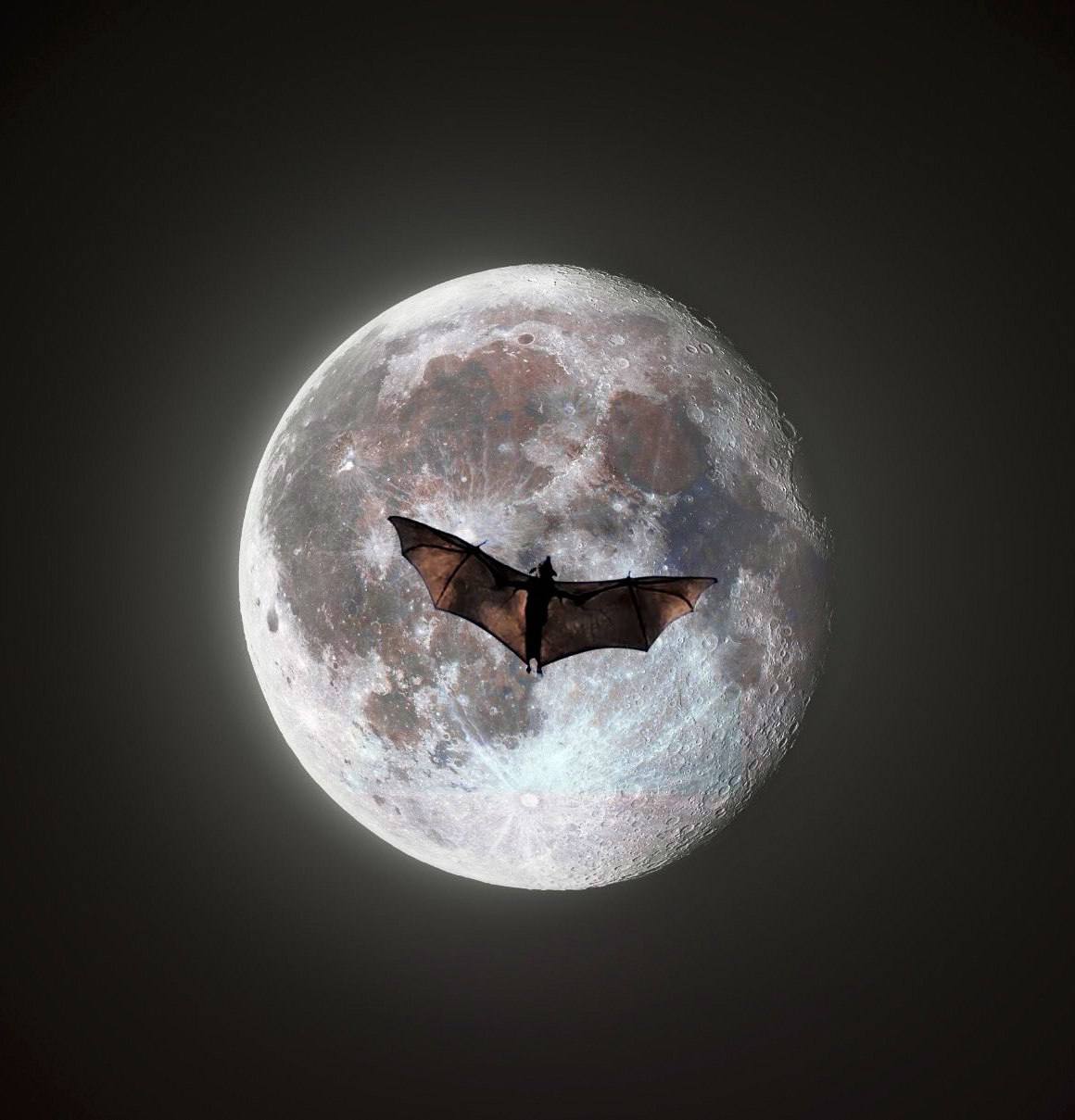 1623 Mėnulio Fone Praskrido Skraidančioji Lapė