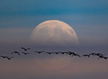 1651 Įspūdingi Fotografai Užfiksavo Pilną Lapkričio Mėnulį