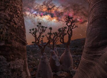 2938 Paukščių Takas Virš Mistiškos Sokotros Salos Grožio