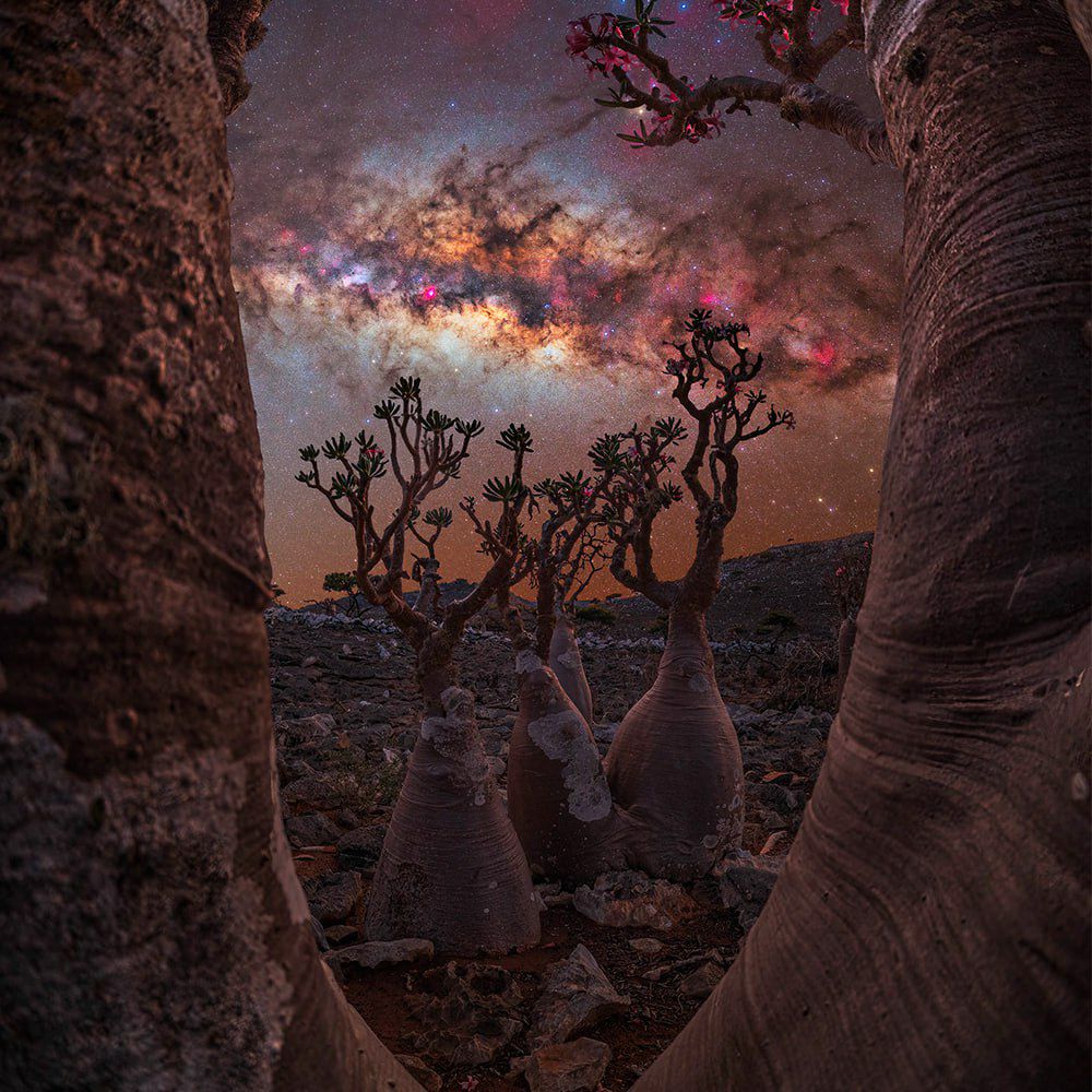 2938 Paukščių Takas Virš Mistiškos Sokotros Salos Grožio