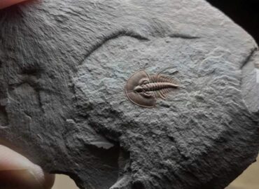 10252 Puikiai Išsilaikęs Trilobitas Sužavi Mokslininkus
