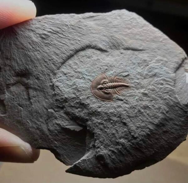 10252 Puikiai Išsilaikęs Trilobitas Sužavi Mokslininkus