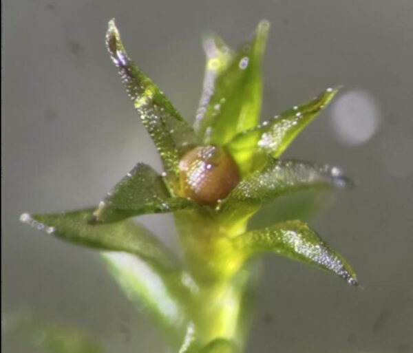 10703 Moss Spores Demonstrate Resilience In Outer Space Conditions