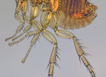 1703 Ką Slepia Katinės Blusos Pasaulis