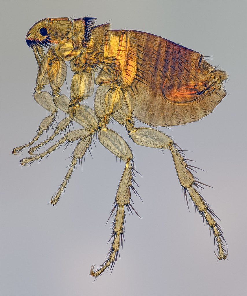 1703 Ką Slepia Katinės Blusos Pasaulis