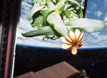 4733 Pirmasis žiedas Kosmose Augalas Išaugintas Tarptautinėje K