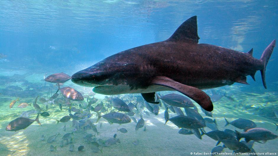 Australijoje 12 Metis Berniukas Mir Po Ryklio Upuolimo Sidnjaus Uoste