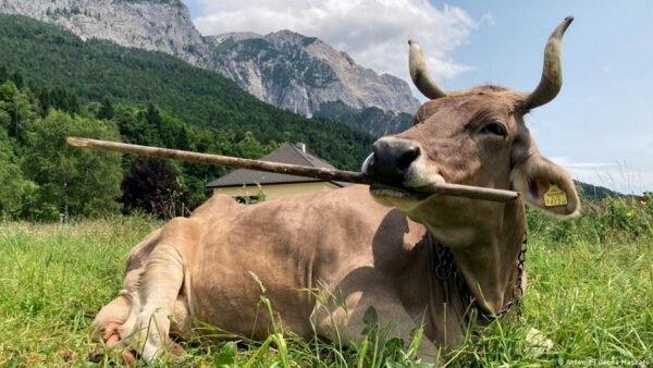 Austrijoje Ufiksuota Karv Naudojanti Rankius Pirmasis Toks Atvejis