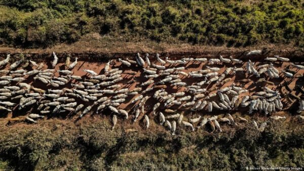 Es Ir Mercosur Susitarimas Prekybos Galimybs Ir Aplinkosaugos Ikiai