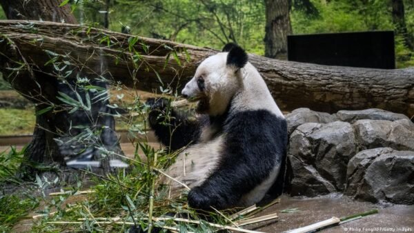 Japonija Atsisveikina Su Paskutiniais Dviem Pandais Grinamais Kinij