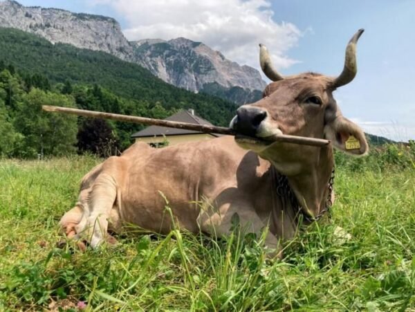 Karv Veronika Tapo Pirmja Inoma Karve Naudojusia Rankius