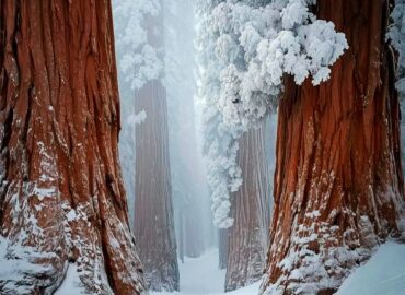 10459 Milžiniškos Sekvojos Kalifornijos Nacionaliniame Parke