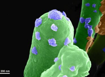 10930 Bakterijos Gali Paversti Marso Dirvožemį į Statybines Medžia