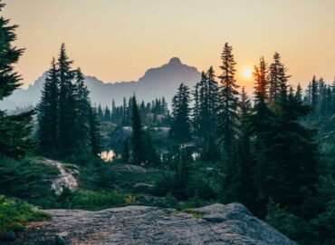 10953 Borealiniai Miškai Plečiasi į šiaurę Naujas Tyrimas Atsklei