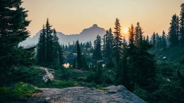 10953 Borealiniai Miškai Plečiasi į šiaurę Naujas Tyrimas Atsklei