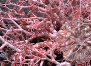 1695 Argentinos Mokslininkai Atrado Povandeninius Stebuklus Nuo 