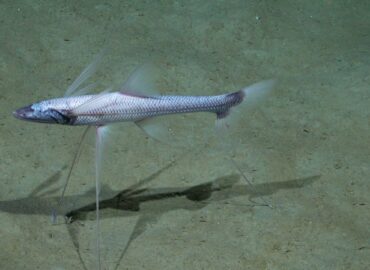 1697 Argentinos Mokslininkai Atrado Povandeninius Stebuklus Nuo 