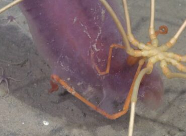 1698 Argentinos Mokslininkai Atrado Povandeninius Stebuklus Nuo 