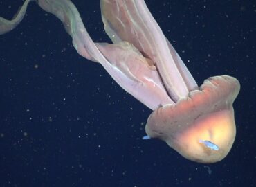 1699 Argentinos Mokslininkai Atrado Povandeninius Stebuklus Nuo 