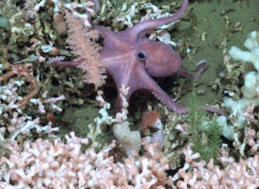 1700 Argentinos Mokslininkai Atrado Povandeninius Stebuklus Nuo 