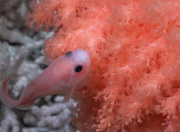 1701 Argentinos Mokslininkai Atrado Povandeninius Stebuklus Nuo 