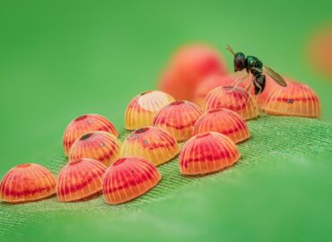 1726 Geriausios 2025 Metų Vabzdžių Makrofotografijos įspūdingi K