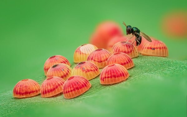 1726 Geriausios 2025 Metų Vabzdžių Makrofotografijos įspūdingi K