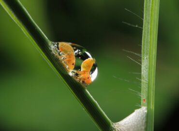 1728 Geriausios 2025 Metų Vabzdžių Makrofotografijos įspūdingi K