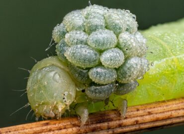 1729 Geriausios 2025 Metų Vabzdžių Makrofotografijos įspūdingi K