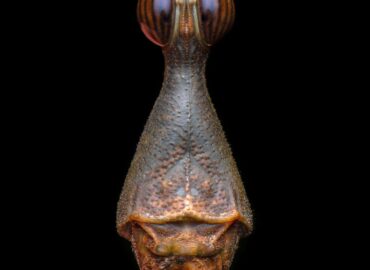 1731 Geriausios 2025 Metų Vabzdžių Makrofotografijos įspūdingi K