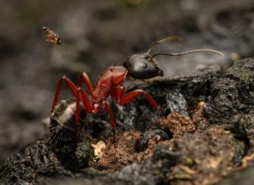 1732 Geriausios 2025 Metų Vabzdžių Makrofotografijos įspūdingi K