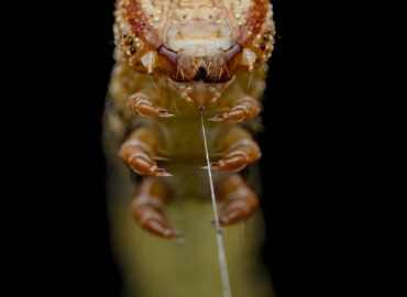 1733 Geriausios 2025 Metų Vabzdžių Makrofotografijos įspūdingi K