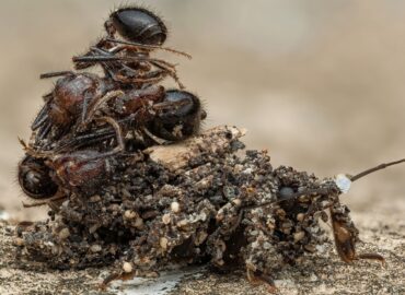 1735 Geriausios 2025 Metų Vabzdžių Makrofotografijos įspūdingi K