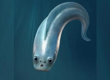 1736 Seniausi Stuburiniai Turėjo Keturias Akis Atradimas Kinijoj